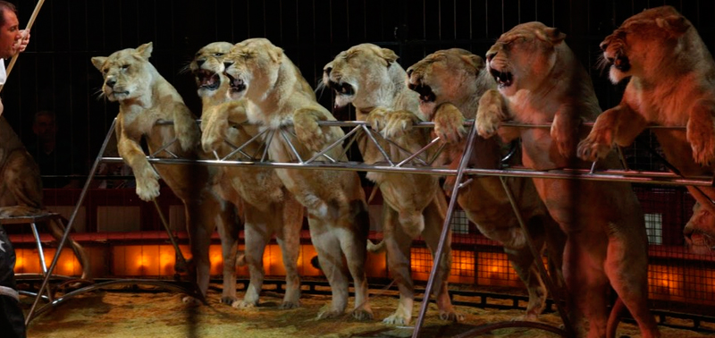 Animales en un espéctaculo circense Animales en un espéctaculo circense